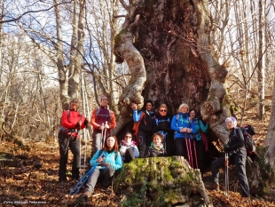 Alpinismo lento tra gli alberi monumentali