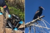 La carcassa dell&#039;Ibis e l&#039;immagine di un uccello di questa specie
