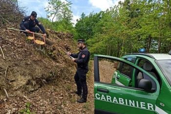 Tagliano 36 piante dal bosco senza autorizzazione, multe per oltre 2mila euro