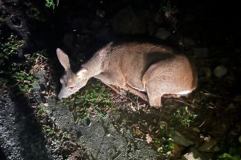 Capriolo ferito a Corniglia, interviene il Soccorso alpino