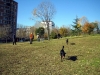 Parco della Maggiolina: al via lunedì 4 novembre i lavori nell&#039;area cani