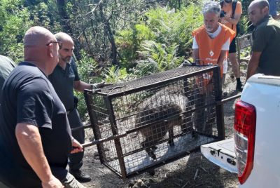 Peste suina: arrivato l&#039;esito delle analisi sui cinghiali che erano rinchiusi alla Maggiolina