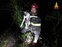 Finisce in un dirupo, Lampo viene salvato dai Vigili del Fuoco