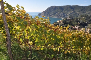 I Carabinieri controllano i vini delle Cinque Terre