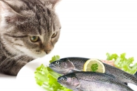 Come alimentare un gatto anziano?