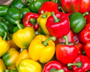 13 pesticidi in un carico di peperoni egiziani, le analisi ARPAL bloccano la vendita