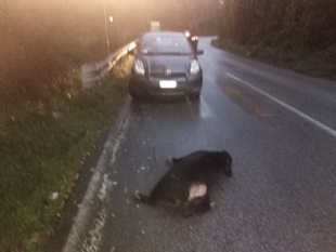 Incidente sulla Ripa: auto contro cinghiale