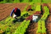 Boom di giovani imprenditori in agricoltura, +14% rispetto a 5 anni fa