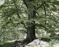 Alberi monumentali, anche Arcola si prepara al censimento