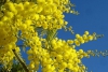 La mimosa made in Liguria protagonista dell&#039;8 marzo