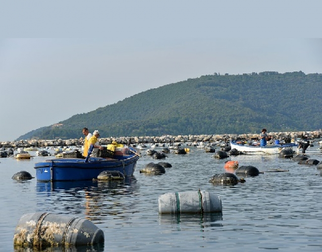 Molluschicoltura alla Spezia: Legacoop incontra Sindaci, Regione e Autorità Portuale