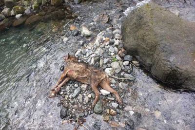 Trovata una carcassa di lupo a Zignago