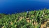 Viticultori delle Cinque Terre e Parco: patto per la tutela della tipicità e del paesaggio