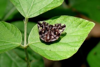 Ricania speculum: un altro insetto &quot;alieno&quot; che si sta diffondendo sempre più, in particolare in Liguria