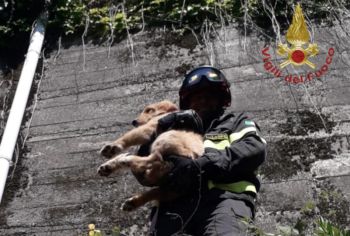 Cane precipita per 15 metri, salvato dai Vigili del Fuoco