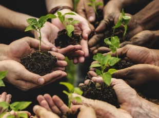 &quot;Gestione Oliveto&quot;, avviato a Lerici il progetto di agricoltura sociale