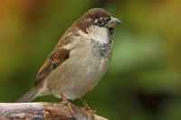 Eurobirdwatch, doppio appuntamento nello spezzino