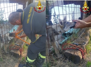 Un cane rimane incastrato in una recinzione, lo liberano i Vigili del Fuoco