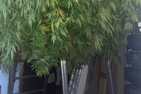 Coltivava piante di marijuana alte 3 metri, arrestato dai carabinieri