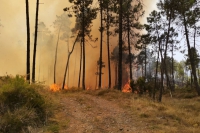 Incendio a Framura, in azione anche i 2 elicotteri della Regione