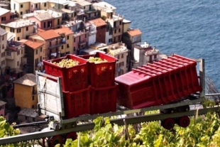 Trenino per la vendemmia nelle Cinque Terre