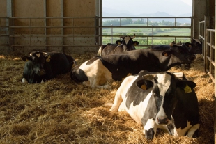 Prezzi di mangime e cereali per animali alle stelle, aziende agricole a rischio