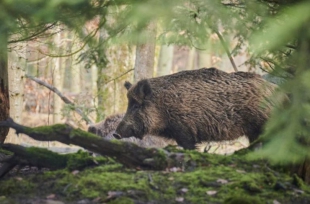 Peste suina, Confagricoltura chiede aiuti immediati per la filiera dell&#039;outdoor