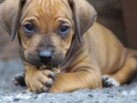 Separavano i cuccioli dalle madri e li vendevano: sgominato traffico illecito di cani