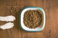 Consigli utili per l&#039;alimentazione corretta con cibo secco per cani